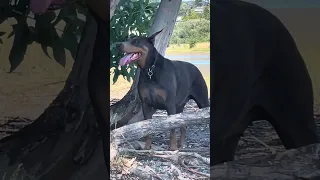 #fyp #dream #doberman #pets #fypシ