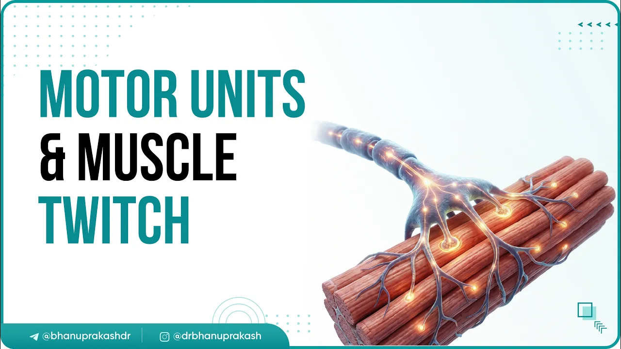 7. Muscle Physiology – Motor Units & Muscle Twitch 🧠💪 | Basic Physiology with Clinical Correlations