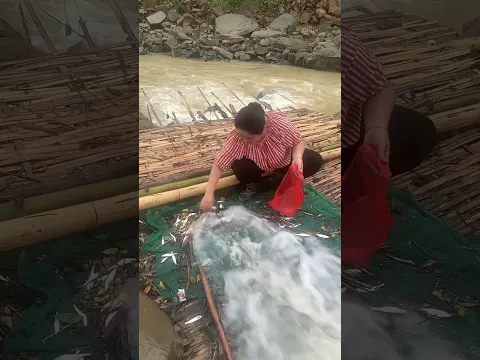 catch fish