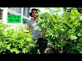 Potted Fig Tree Care Water Sunlight Fertilizer Pot Size MORE