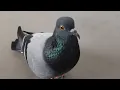 Download Lagu Pigeon Sound Effect (Ultra High Quality)