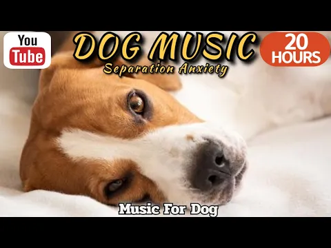 Download MP3 20 HOURS of Dog Calming Music🦮💖Anti Separation Anxiety Relief Music🐶🎵Relax my dog ⭐Healingmate