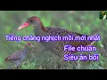 Download Lagu Tiếng chim chằng nghịch mồi. Không tạp âm kêu bổi chạy mạnh