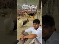 Download Lagu Sabba Village flow New punjabi song 2025 #punjabisong#trending #song #viral  #villagelife #shorts
