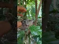 Download Lagu sarang tekukur yang sangat rendah#birds #dekukur #burung #amazing #animals #nature #funny #reels
