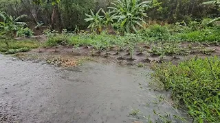 A chuva transformando o cerrado