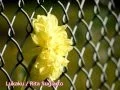 Download Lagu Lukaku / Rita Sugiarto