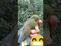 Download Lagu berburu punai siul/punai jawa/walik siul/walik hijau/punai daun