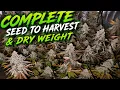 4 Plants in 1 Pot From Seed to Harvest Spiderfarmer SE-5000