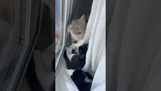 فيلم انطونيو سليمان الجديد ميرا النوري الينا انجل ريم المكاحيل باربي نجد أنطونيو سليمان Funny 