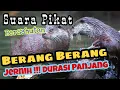 Download Lagu Suara Pikat Berang Berang / Wergul / Lingsang. Jernih durasi panjang, JERNIH !!!