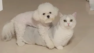복둥이들은 잘 지내고 있어요 (복희의 1년간 성장 기록)