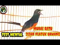 Lagu murai isian pelatuk bawang @kkmkicau5758 #muraibatugacor #kretekanmurai #muraiemosi#masteranmurai