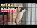 Lagu Suara Cendet Gacor Toet toet Efektif Anti Gagal Bikin Cendet Malas pun Langsung Nyaut Bunyi Seketika