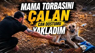 tatlı hırsız