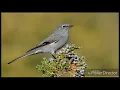 Download Lagu Kicau burung terbaik di dunia