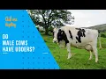 Do Male Cows Have Udders Do All Cows Have Udders How Many Nipples Does a Cow Have Male Cow Udder