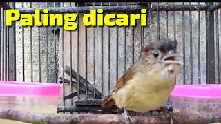 masteran paling dicari flamboyan full isian pilihan terbaik