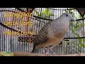 Download Lagu Panggilan untuk Perkutut malas bunyi ampuh langsung nyaut.