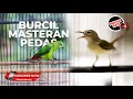 Download Lagu #1 🔴Masteran Tajam Ngetik Beset❗️Kolibri Manggar Gacor vs Srindit Betina Gacor