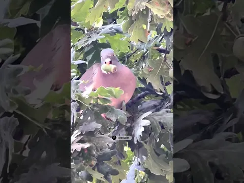 Голубь фаршированный желудями