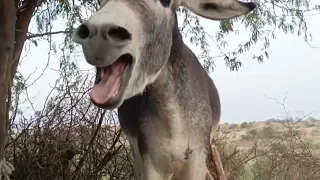 صوت حمار الحيوانات دندنها