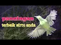 Download Lagu Sirtu Anda Akan Ikutan Gacor fighter Dalam sekejap Pasti‼️ Mendengar Pancingan ini