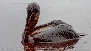 Download Impacts of Oil Spills- A Marine Conservation Documentary MP3