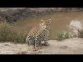 Genet is on the menu - SafariLIVE Sunrise