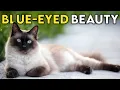 Siamese Cat 101 - Learn ALL About Them