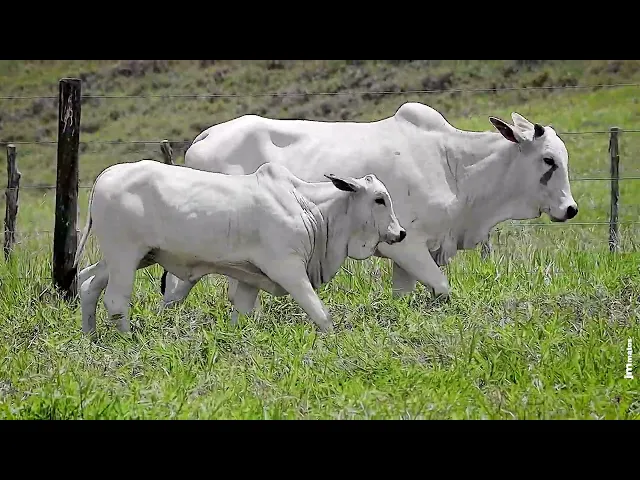 Matriz Nelore FBRA - 145