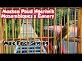 Download Lagu Mozken Mule Finch Singing | Mozambiques x Canary | Mozken Mozambik x kenari