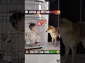 Download Lagu Momen Tak Terduga Balita Kunci Diri di Kandang Anjing!😱