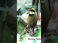 Download Lagu Burung Paok Pancawarna jantan #birds #wildlife #burung #animals #viralvideo #viralvideo #shorts