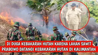 BENARKAH KEBAKARAN HUTAN DI KALIMANTAN UNTUK DI JADIKAN LAHAN SAWIT 😭🥹