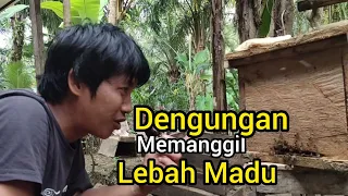 Download Suara Pemanggil Lebah Madu MP3