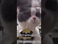 Download Lagu Cat speaking ENGLISH