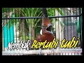 Download Lagu CILILIN GACOR NEMBAK PANJANG | MASTERAN CILILIN JERNIH