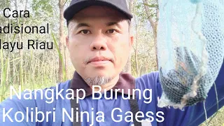 menangkap burung kolibri ninja konin