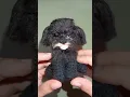 Crochet Shih tzu