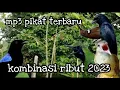 mp3 pikat semua jenis burung di hutan kombinasi ribut terbaru