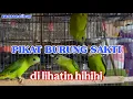 Download Lagu SOUND PIKAT PARKIT || PIKAT MURAY|| PIKAT TRUCUK||PIKAT BURCIL RIBUT || PIKAT SOGON || PIKAT KACER