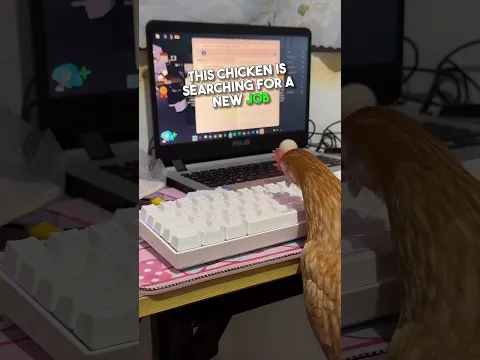 This Chicken Is Looking for a New Job 😂🐔