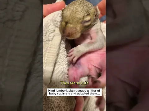 Love in the World #animals #wildliferescue #lovestory #rescueefforts #rescue #cute #love#squirrel