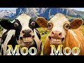 FUNNY COW DANCE 6 Cow Song Cow s 2027