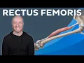 Rectus femoris muscle Anatomy and functions