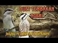 Download Lagu platuk Sampit vs jingjing petulak tembakan panjang dan jernih