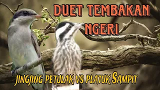 platuk sampit vs jingjing petulak tembakan panjang dan jernih