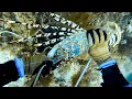 Download Lagu Giant Tropical Rock Lobster Commercial Diving Shown By A Professional