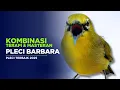 Download Lagu Terapi Masteran Pleci Bikin Pleci Buka Paruh #plecigacor